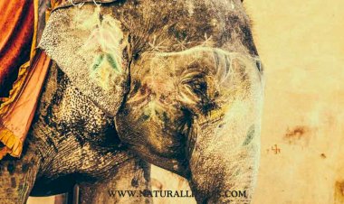 Behind the Scenes of Elephant Tourism: The Dark Truth