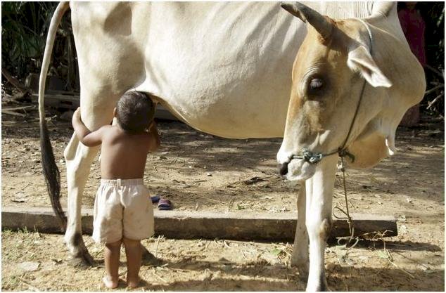 why cows are sacred to hindus?